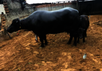 Milk Yield Murrah Buffalo