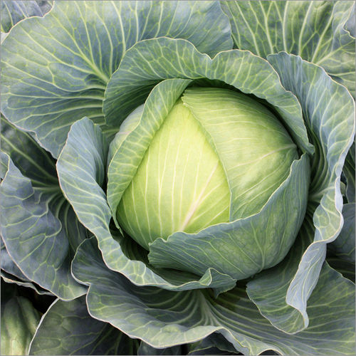 Fresh Cabbage