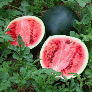 Fresh Watermelon By LAXMINARAYAN VEGETABLE & CO.