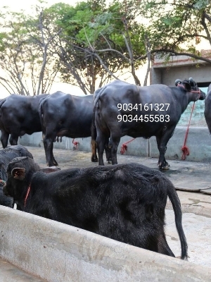 Dairy Murrah Buffalo
