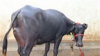Black Murrah Buffalo Supplier In Hisar
