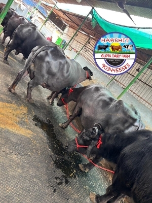 Murrah Feeding Buffalo