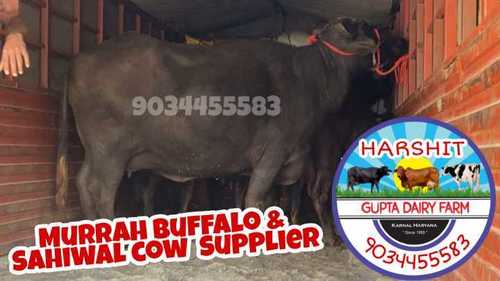 Black Murrah Buffalo Supplier In Gujarat Gender: Female