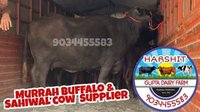 Black Murrah Buffalo Supplier