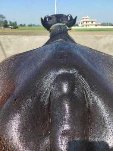 Indian Male Murrah Buffalo