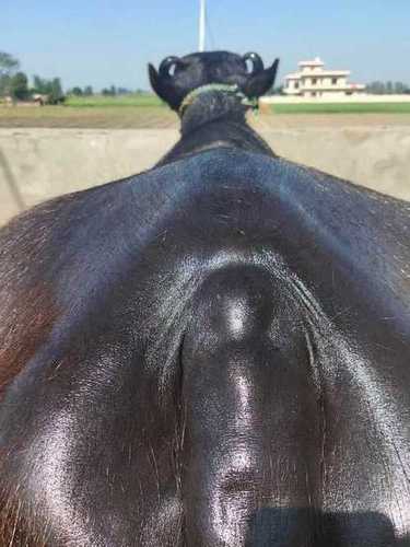 Indian  Murrah Buffalo