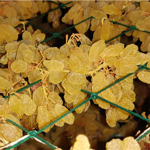 Common Raisin Processing Dry Grapes