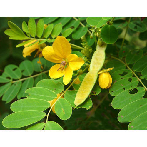 Senna Leaves