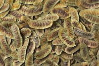 Senna Pods