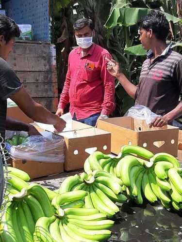 Cavendish Banana