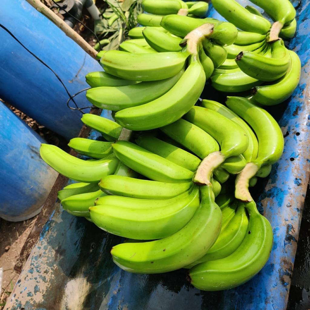Cavendish Banana