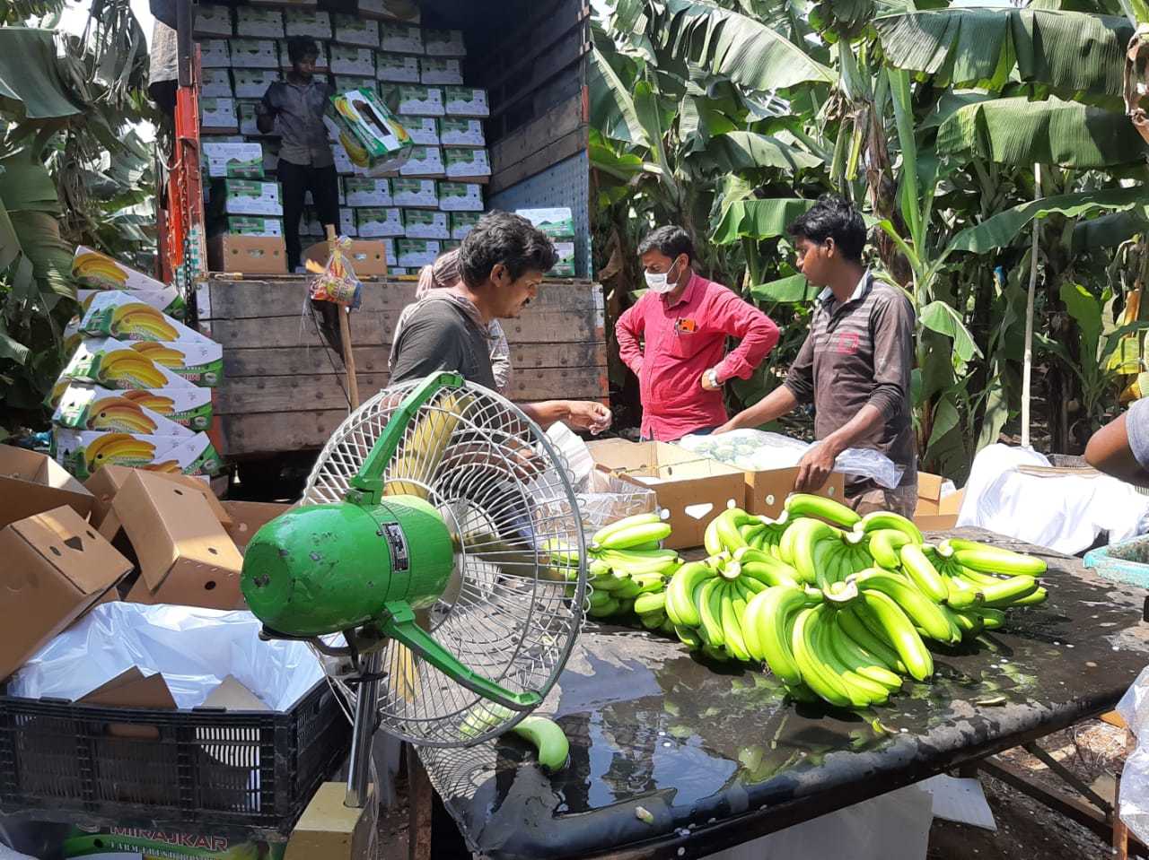 Cavendish Banana