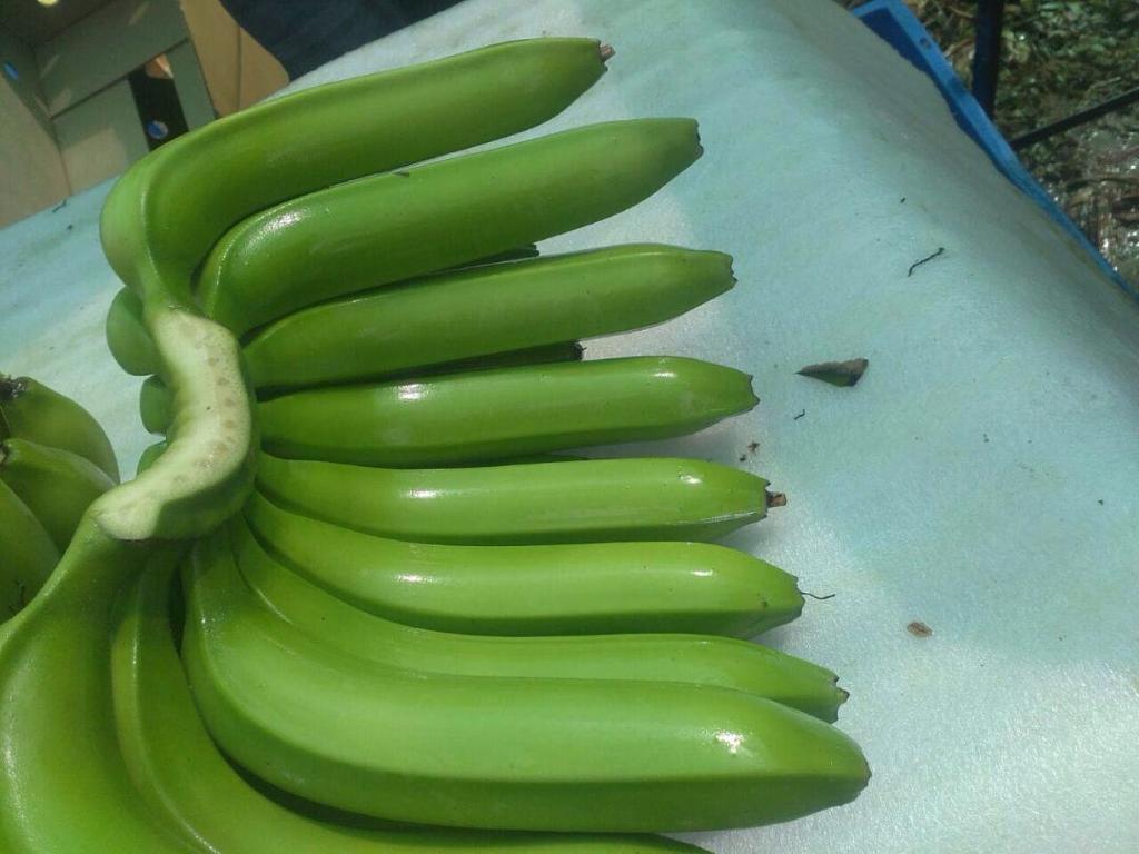 Cavendish Banana