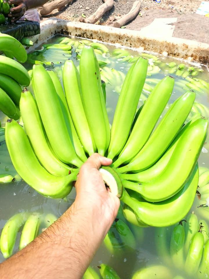 Cavendish Banana