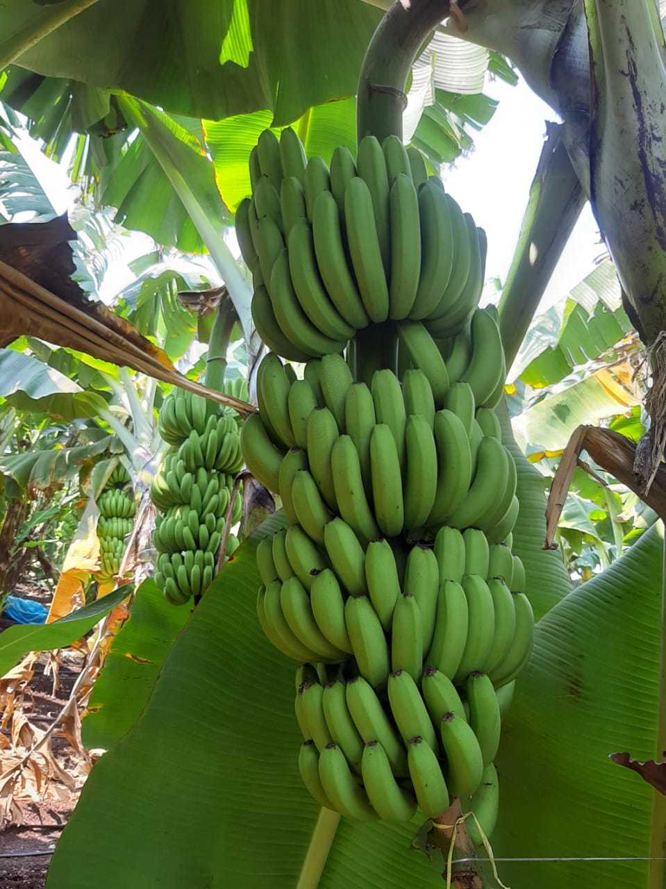 Cavendish Banana