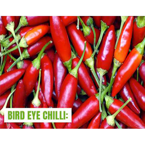 Bird Eye Chilli