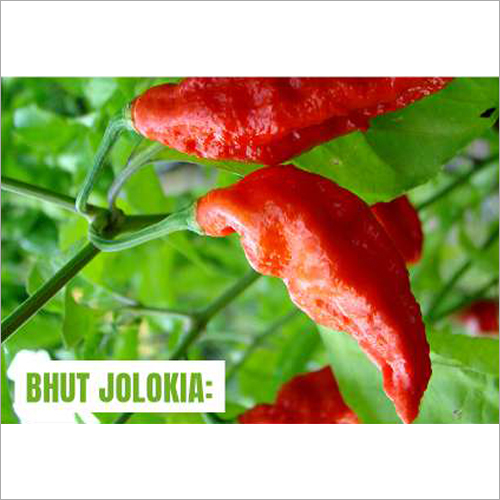 Bhut Jolokia