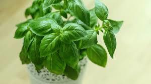 Basil Leaves