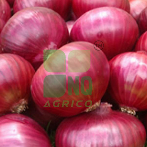 Fresh Red Onion