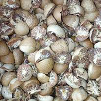 Betal Nut