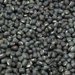 Udad Pulses