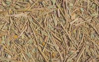 Senna Stems