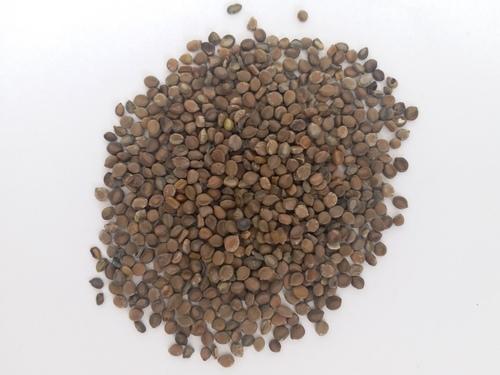 Senna Seeds