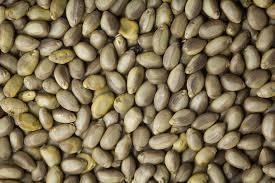Senna Seeds