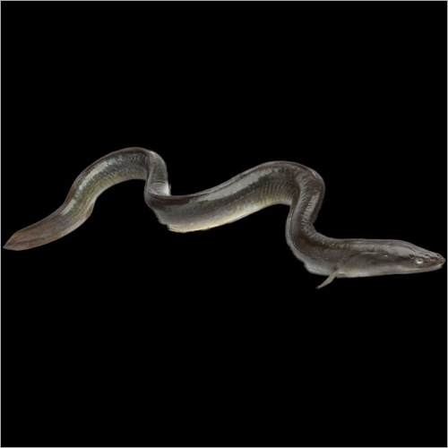 Eel Fish
