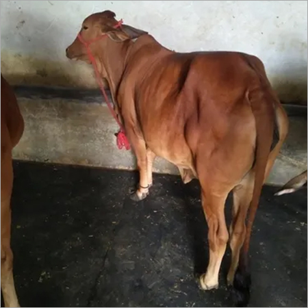 Sahiwal Cow Supplier In Tamil Nadu - Color: Red