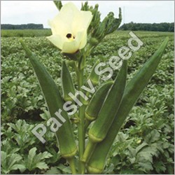 Organic Hybrid Okra Bahubali Seeds