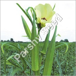 Organic Hybrid Okra Seed Queen 11 Seeds