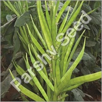 Cluster Bean Seeds