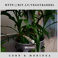 Balcony Vegetable Garden Planter