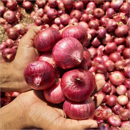 Organic Fresh Red Onions - A Grade, 10/20/50 kg Packaging | Moisture Nil, Natural Shape, Store in Cool and Dry Place