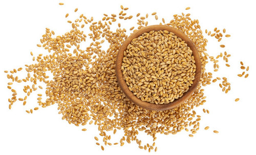 Indian Wheat Indian Wheat