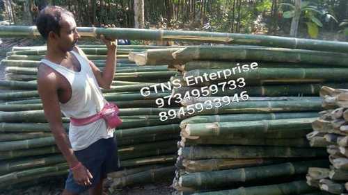 Natural Bamboo Pole