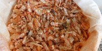 Dried Shrimp Shell in Brazil with the high quality