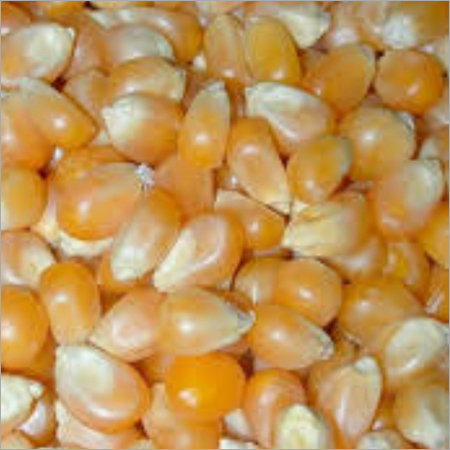 Yellow Maize
