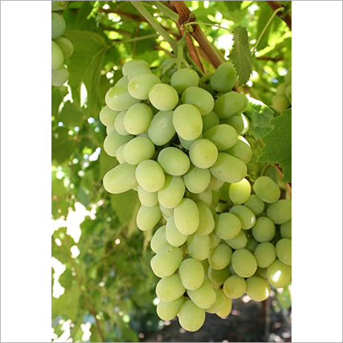 Green Fresh Grapes