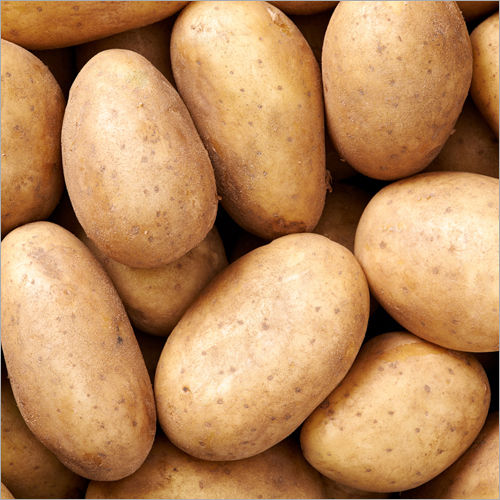 Fresh Potato Moisture (%): 99%