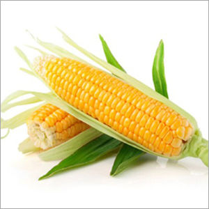 Sweet Corn Moisture (%): 99%