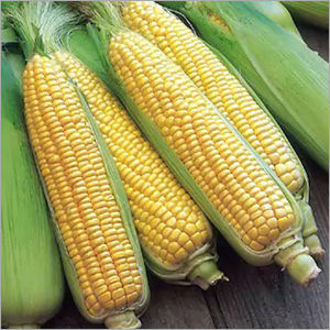 Fresh Corn Moisture (%): 99%