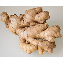 Organic Ginger Moisture (%): 99%