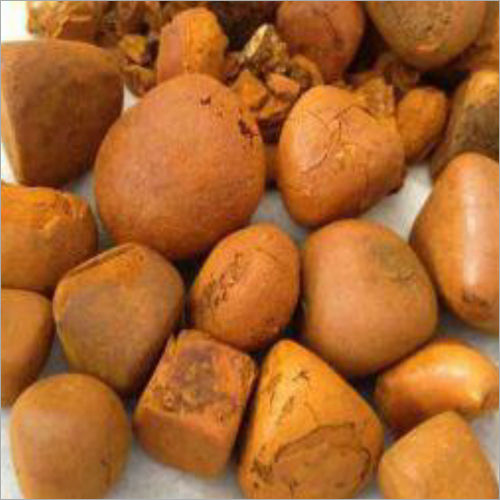 Cattle Gallstones