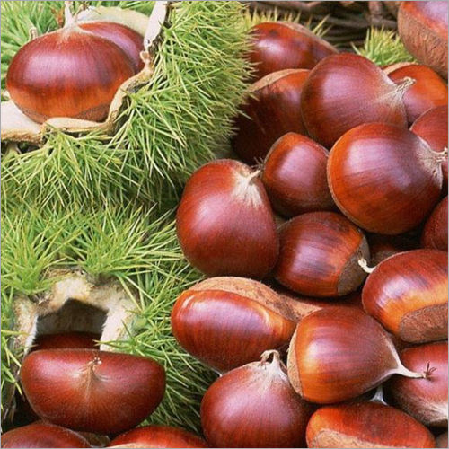 Fresh Chestnut Kernel