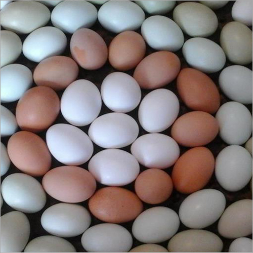  Chicken Eggs