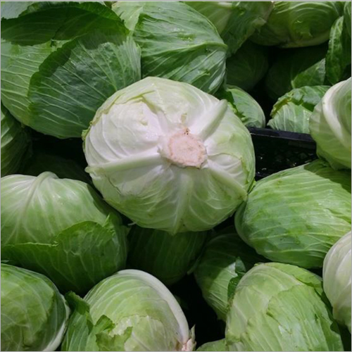 Fresh Cabbage By ALIYA TRADING S.L