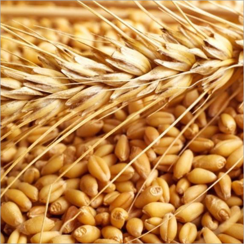 Wheat Grain