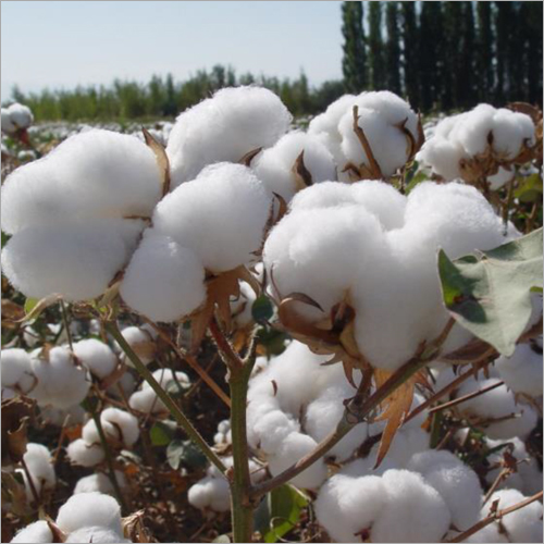 Natural Raw Cotton
